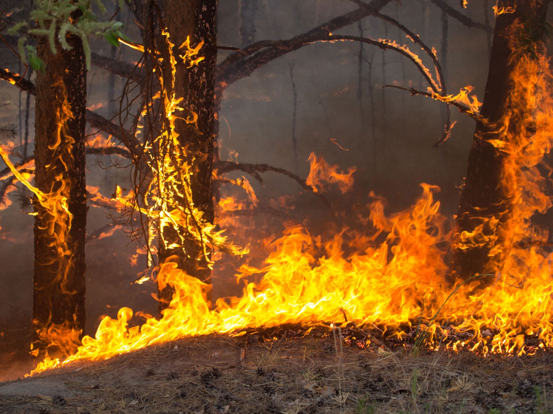 Последние лесные пожары в россии. Лесные пожары. Лес в огне. Пожар фото. Лесные пожары в Челябинской области.